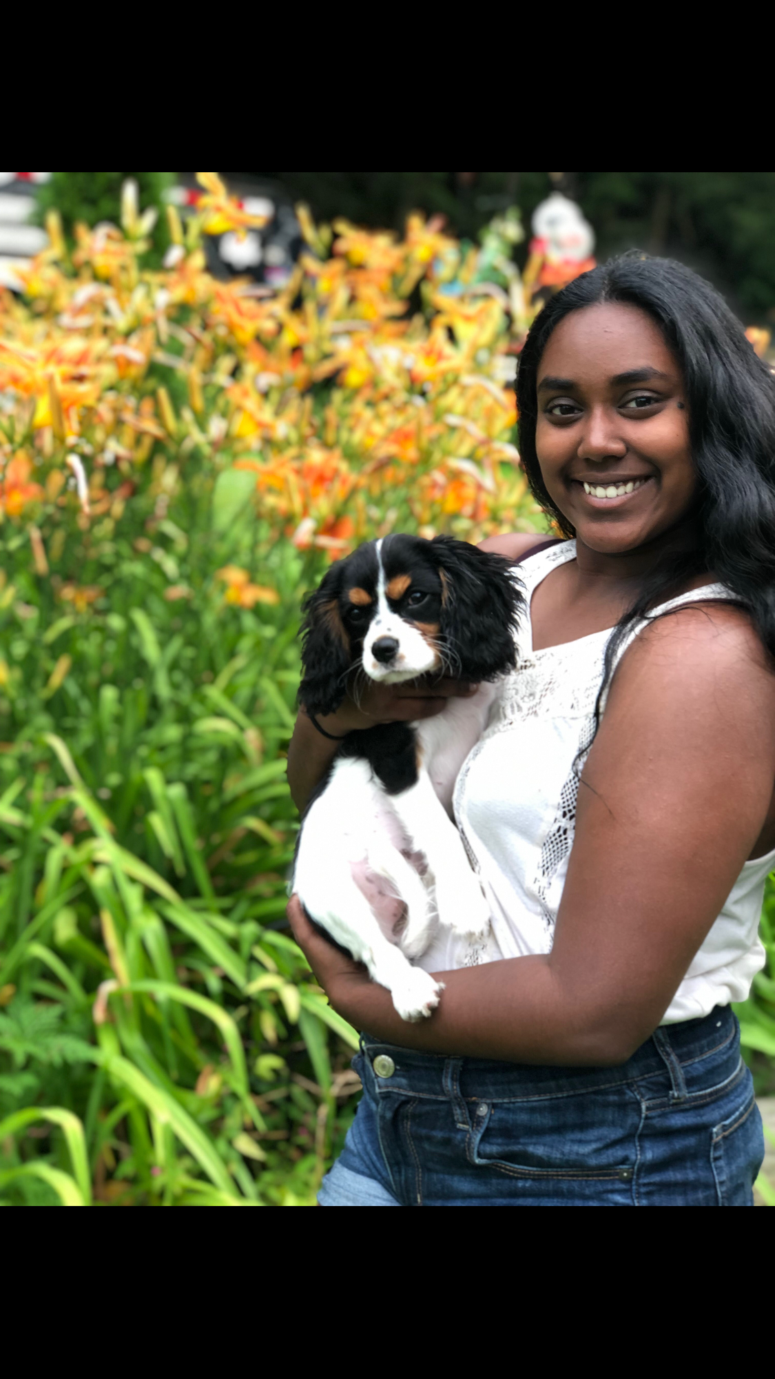 Cavalier King Charles Spaniel Puppy for Adoption