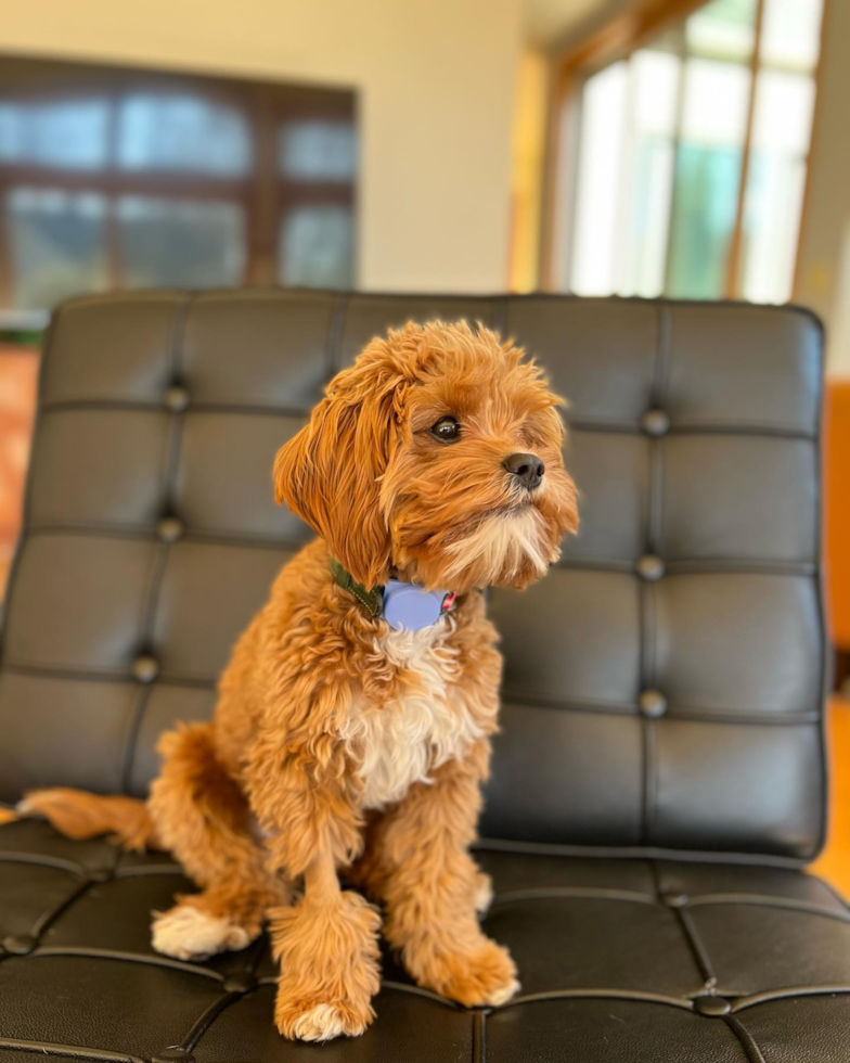 Philadelphia Cavapoo Pup