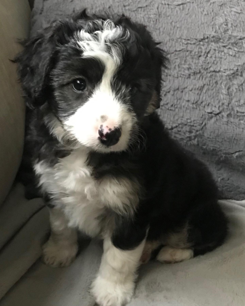 Mini Aussiedoodle Being Cute