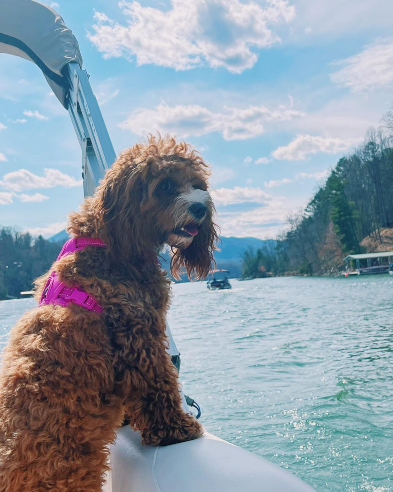 Funny Cavapoo Poodle Mix Pup