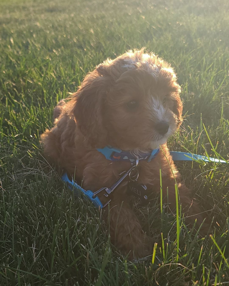 Friendly Cavapoo Pup