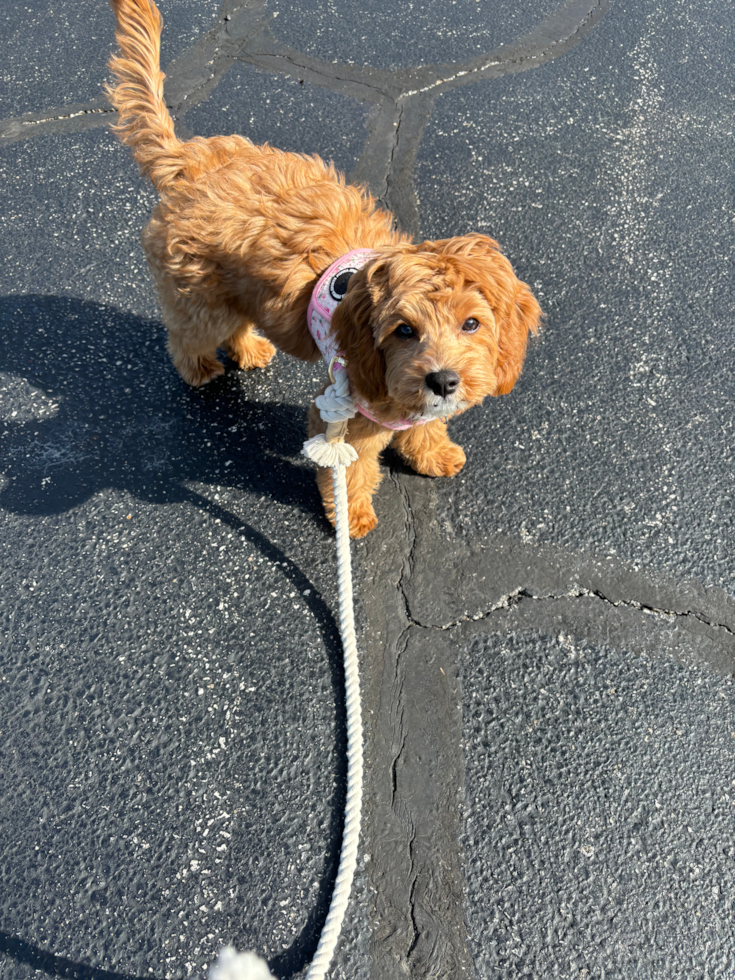 Cavapoo Pup