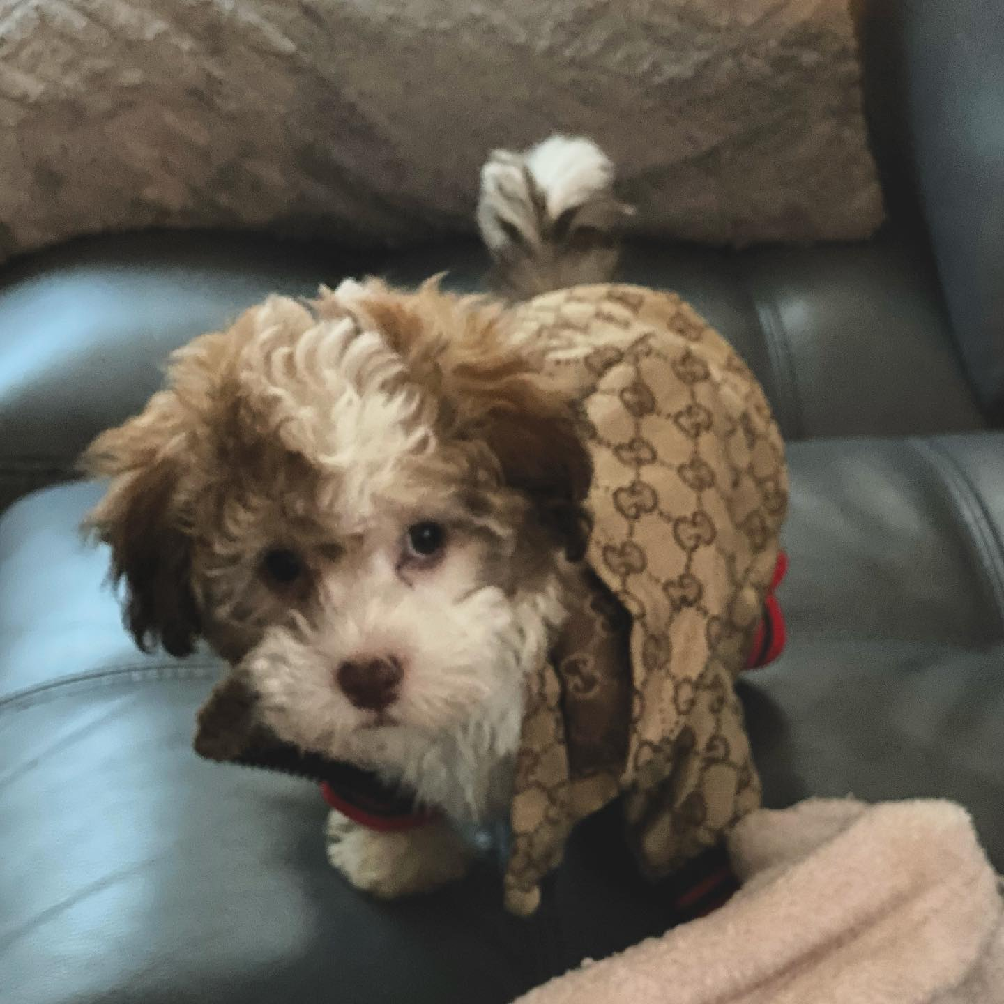 Popular Havapoo Poodle Mix Pup