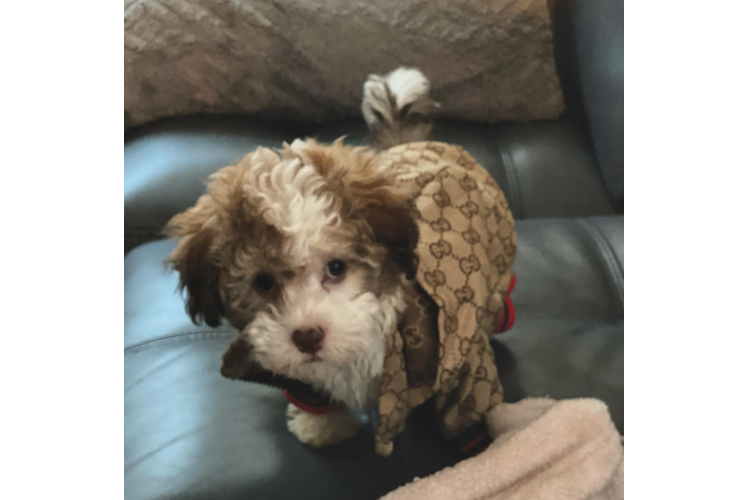 Popular Havapoo Poodle Mix Pup