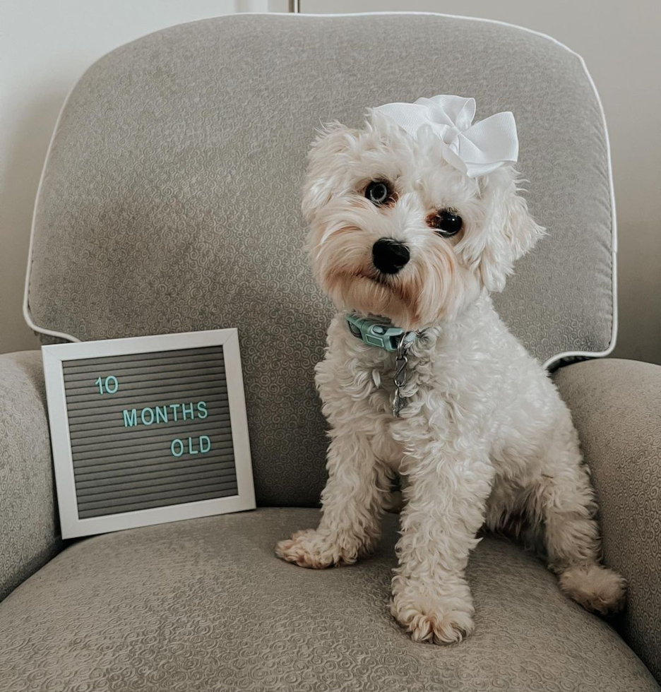 Smart Poochon Poodle Mix Pup