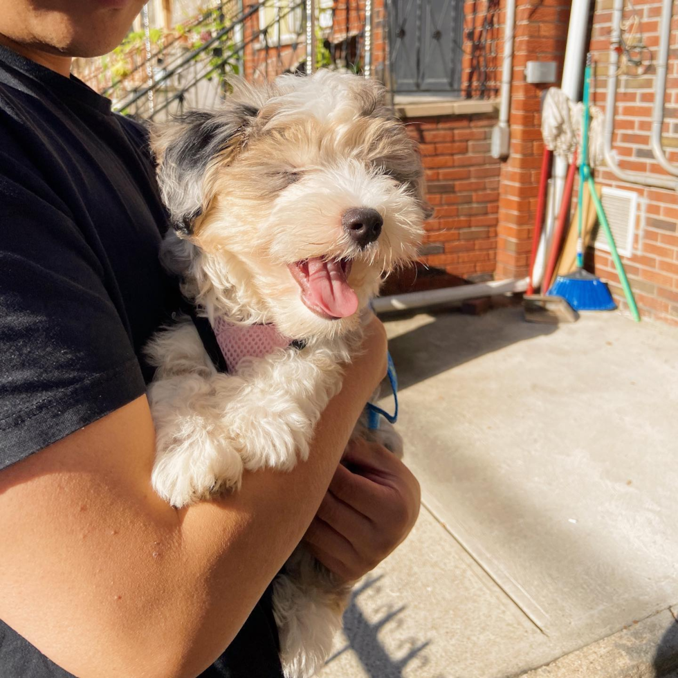 Hypoallergenic Australian Designer Pup