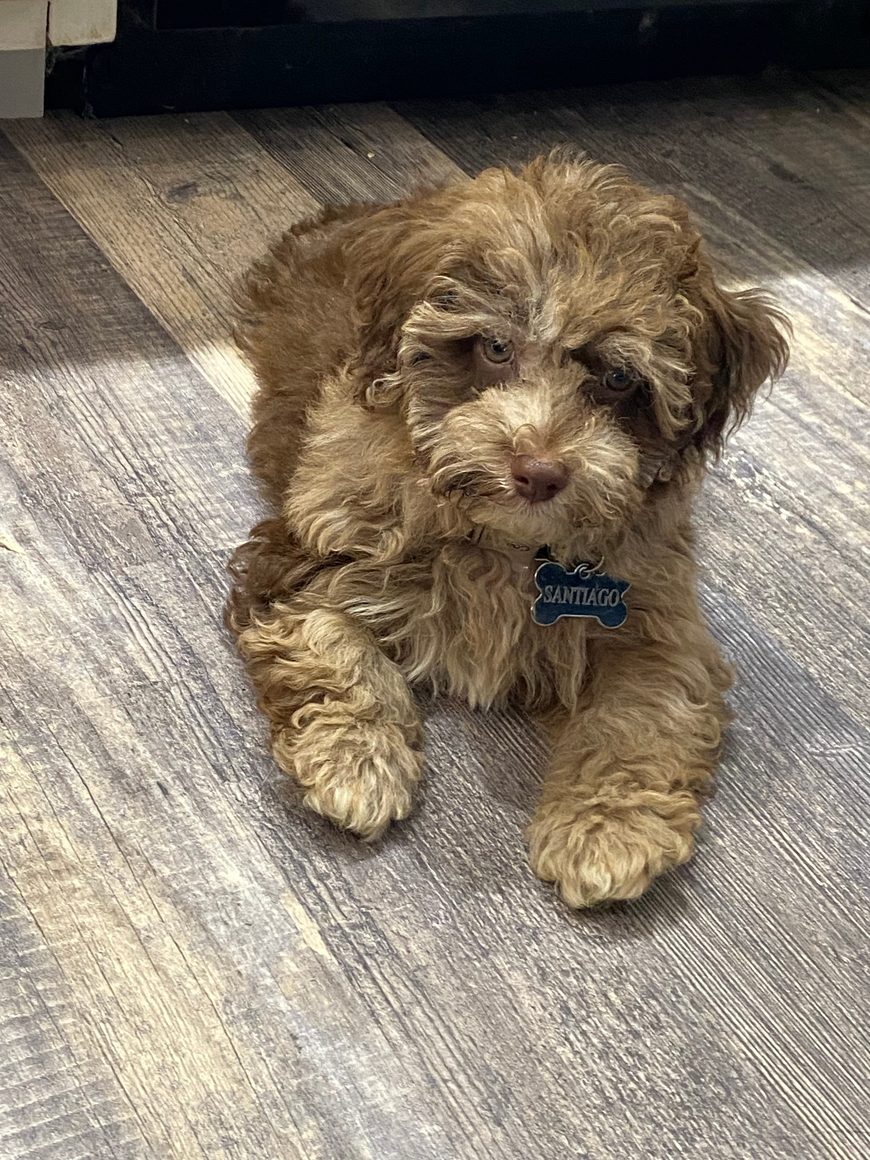 Havapoo Puppy for Adoption