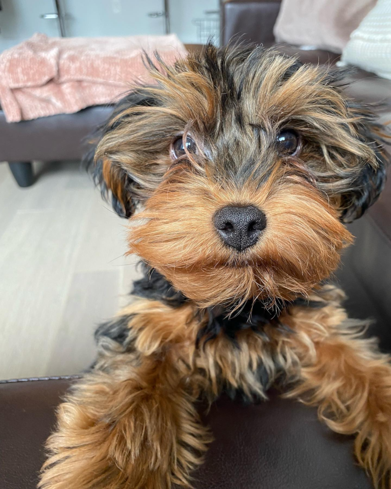 Jersey City Yorkie Poo Pup