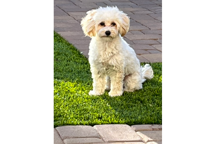 Hypoallergenic Havanese Poodle Mix Puppy