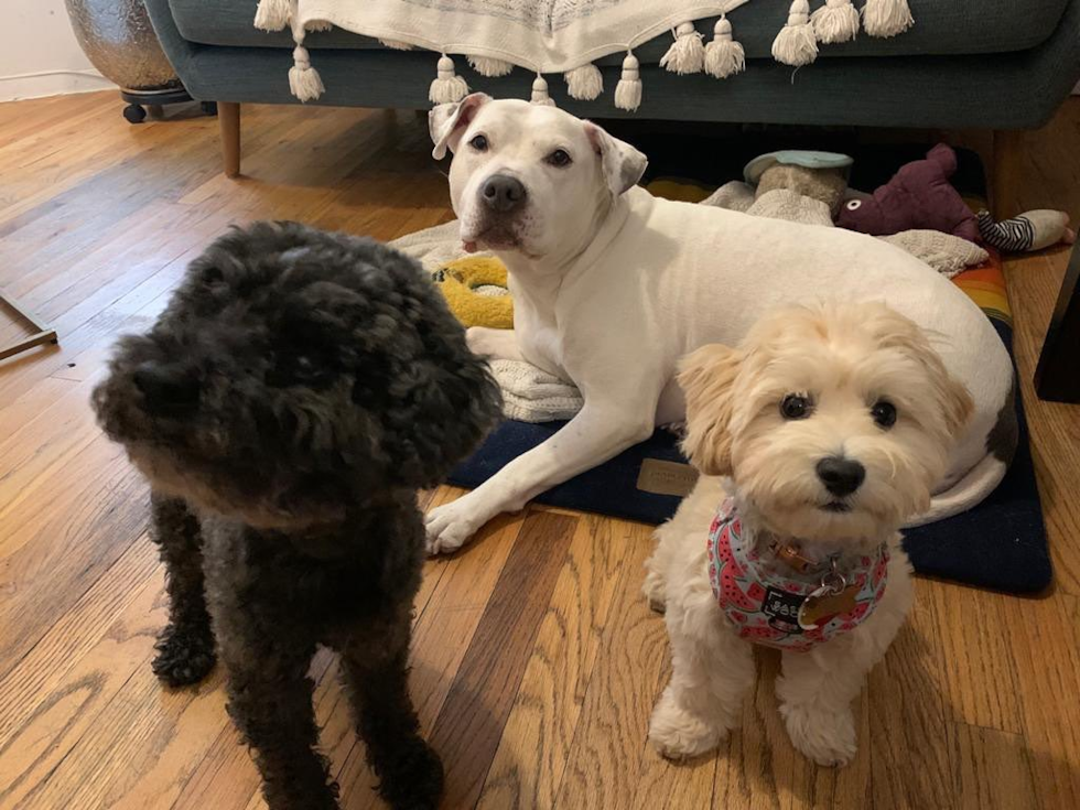 Playful Maltese Poodle Poodle Mix Pup