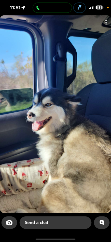 Cute Pomsky Pup