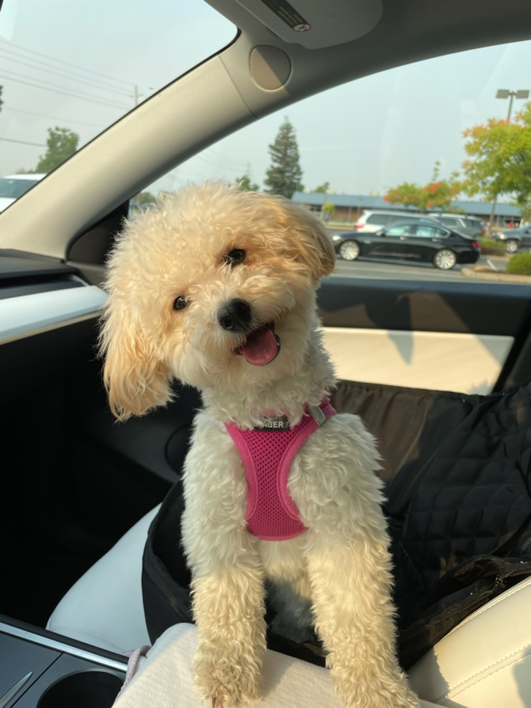 Fluffy Poochon Poodle Mix Pup