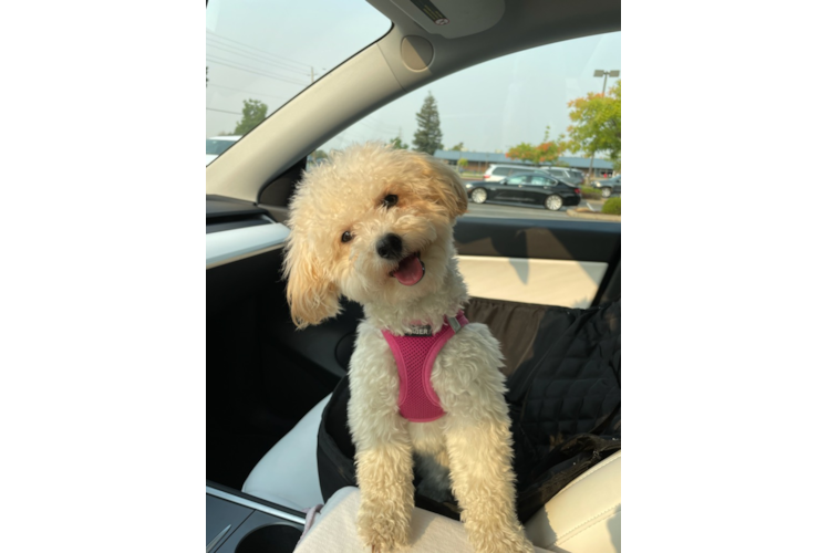 Fluffy Poochon Poodle Mix Pup