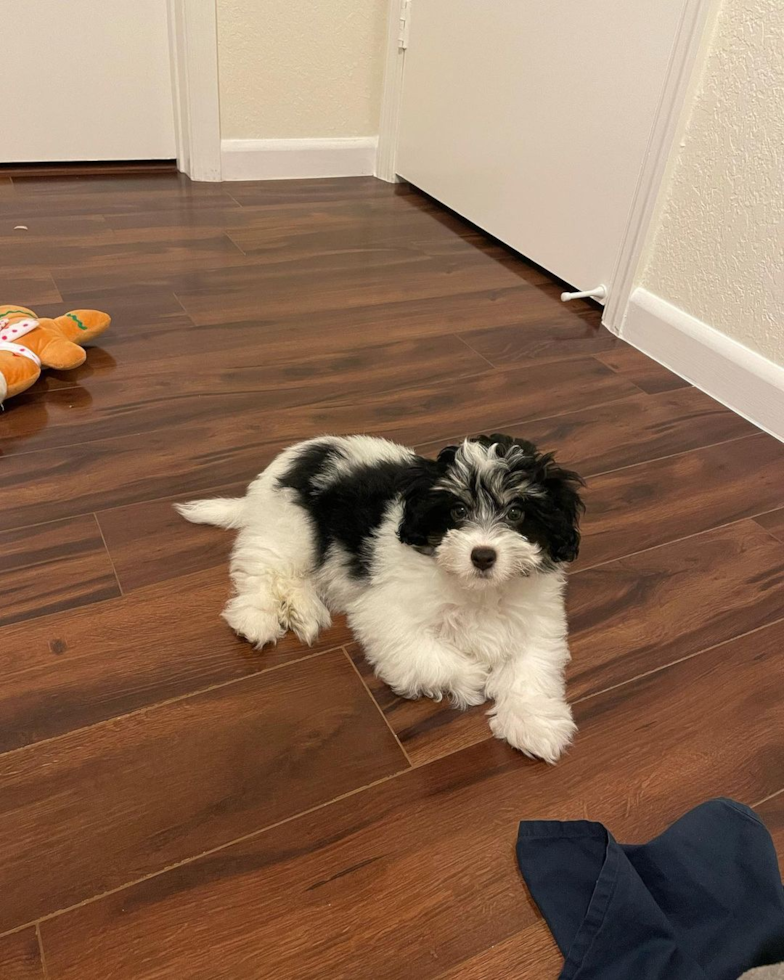 Hypoallergenic Havanese Purebred Pup