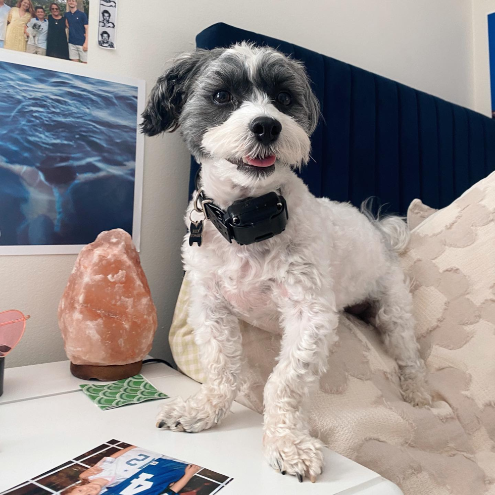 Energetic Havanese Pup in Dayton OH