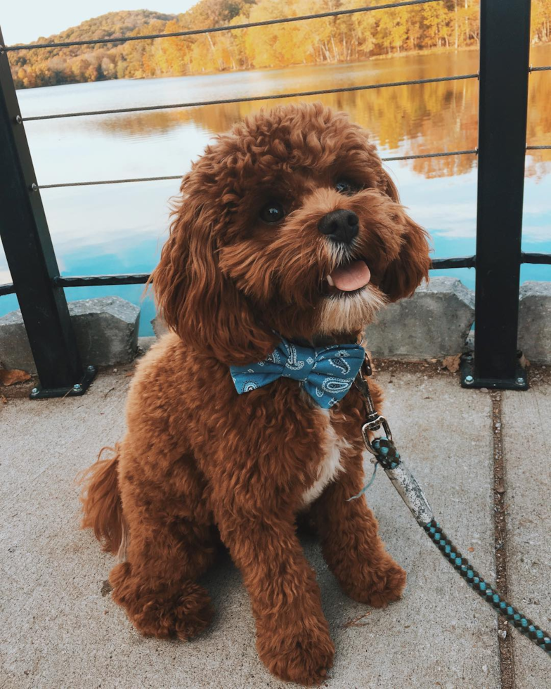 Albuquerque Cavapoo Pup