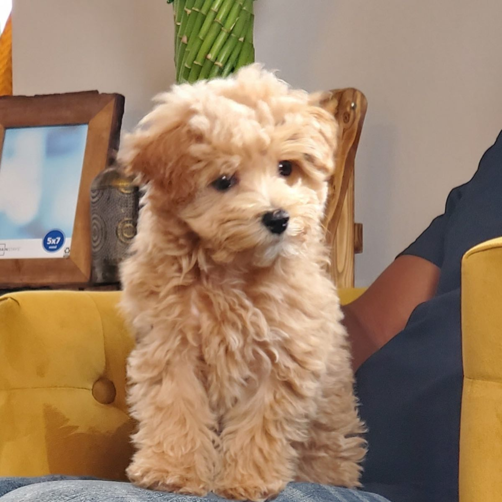 LOUISVILLE Maltipoo Pup