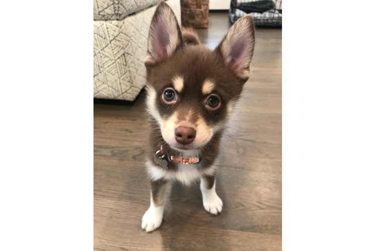 Adorable Mini Husky Designer Puppy