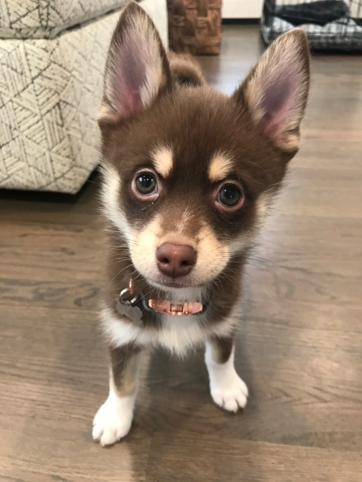 Happy Pomsky Pup