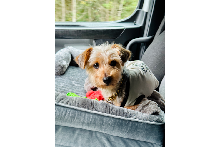 Funny Yorkie Poo Poodle Mix Pup