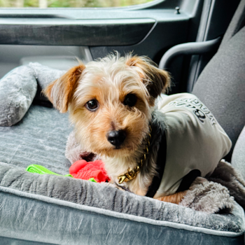 Adorable Yorkiedoodle Poodle Mix Pup