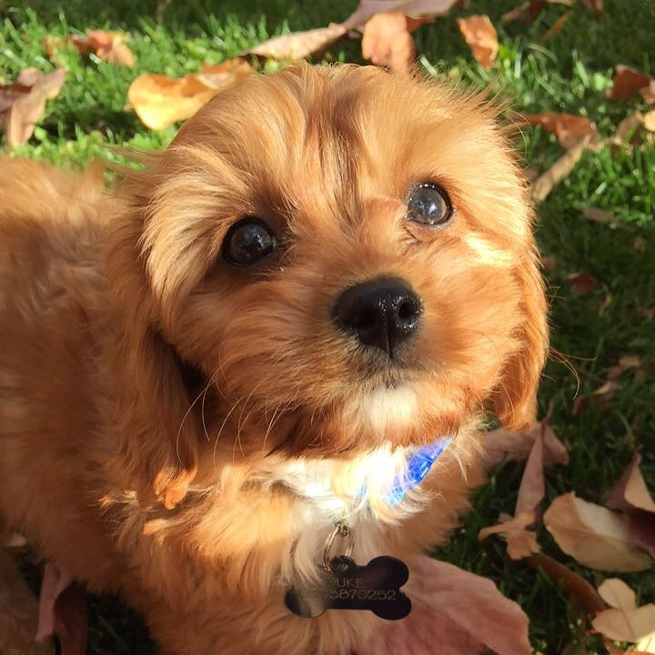 Cavapoo Pup Being Cute