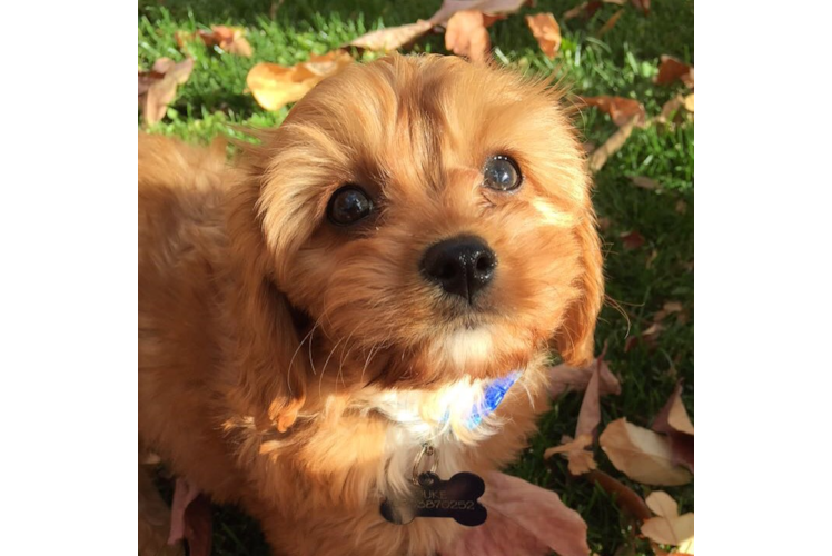 Cavapoo Pup Being Cute