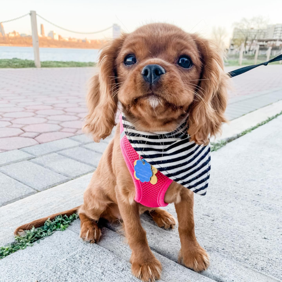 Fort Lee Cavalier King Charles Spaniel Pup