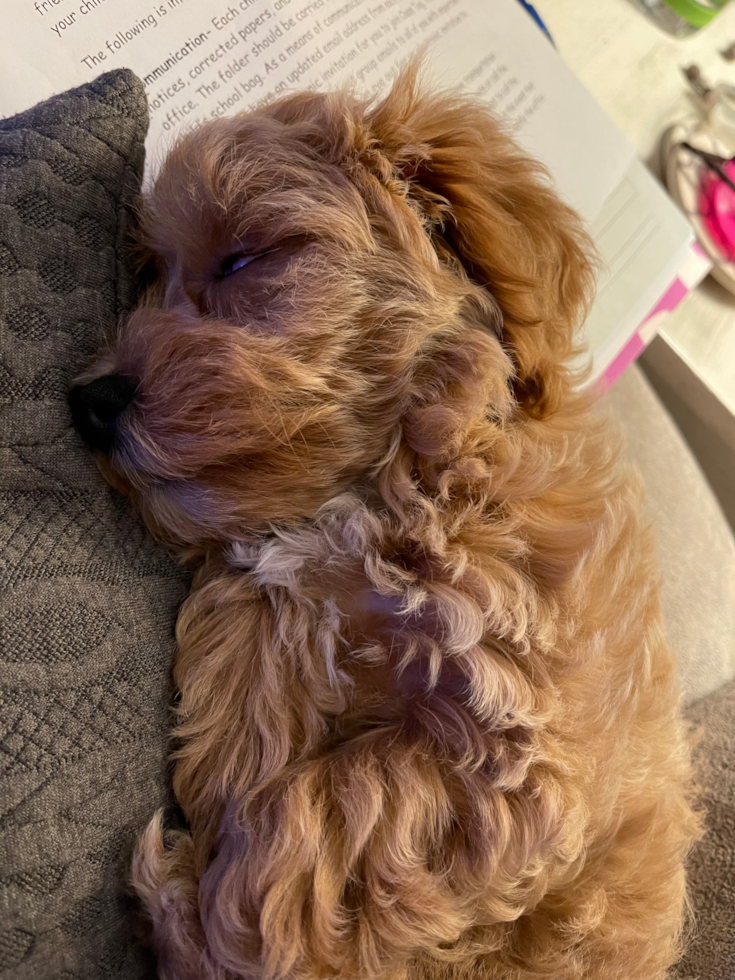 Popular Maltipoo Poodle Mix Pup