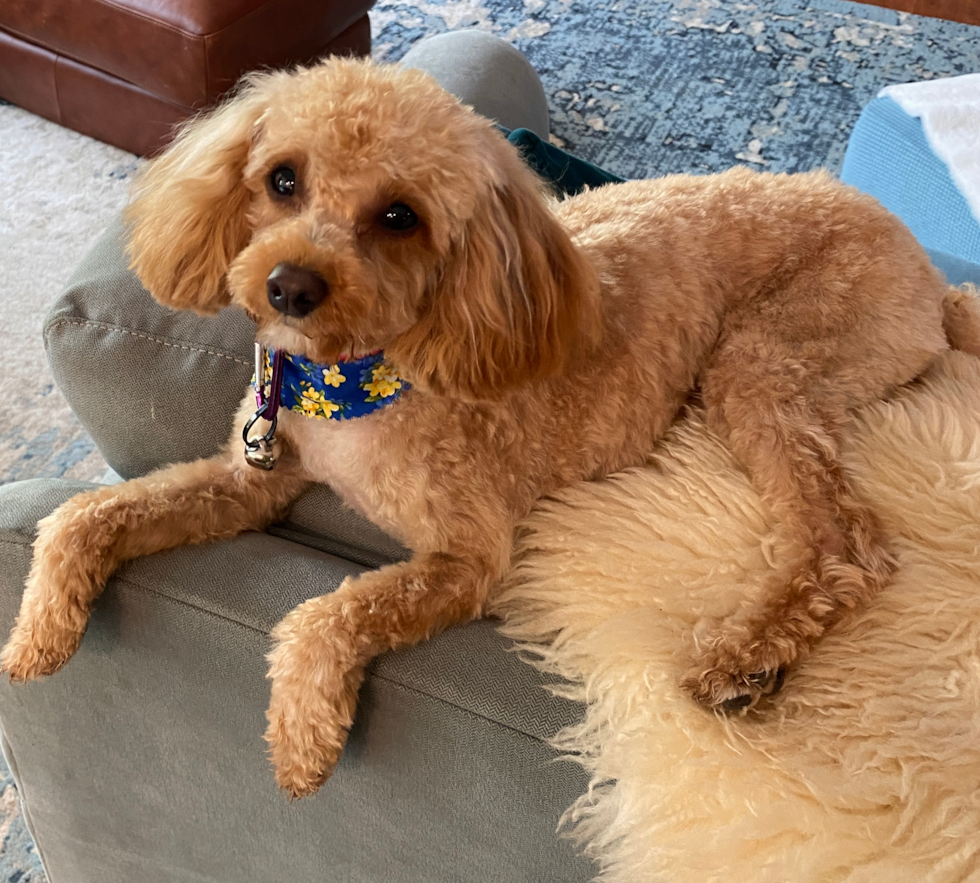 Cavapoo Pup