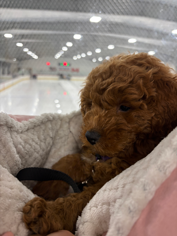 Mini Goldendoodle Pup