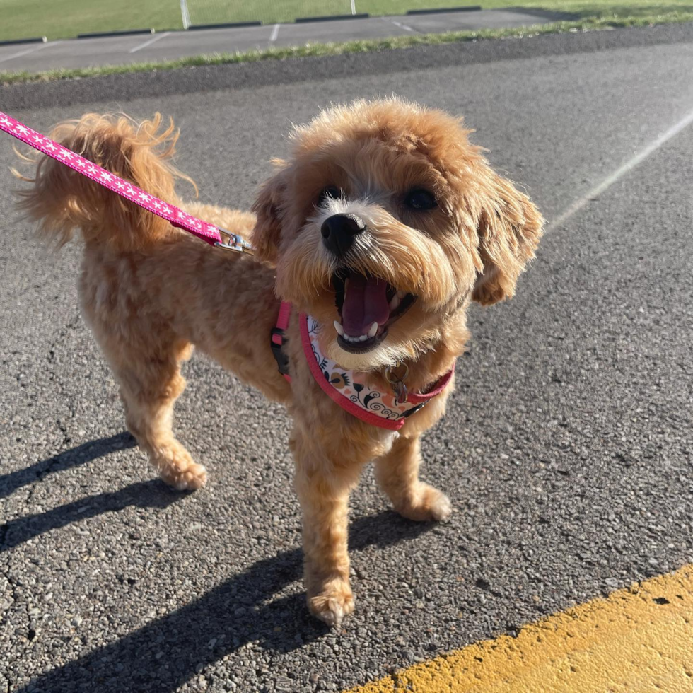 Cheswick Maltipoo Pup