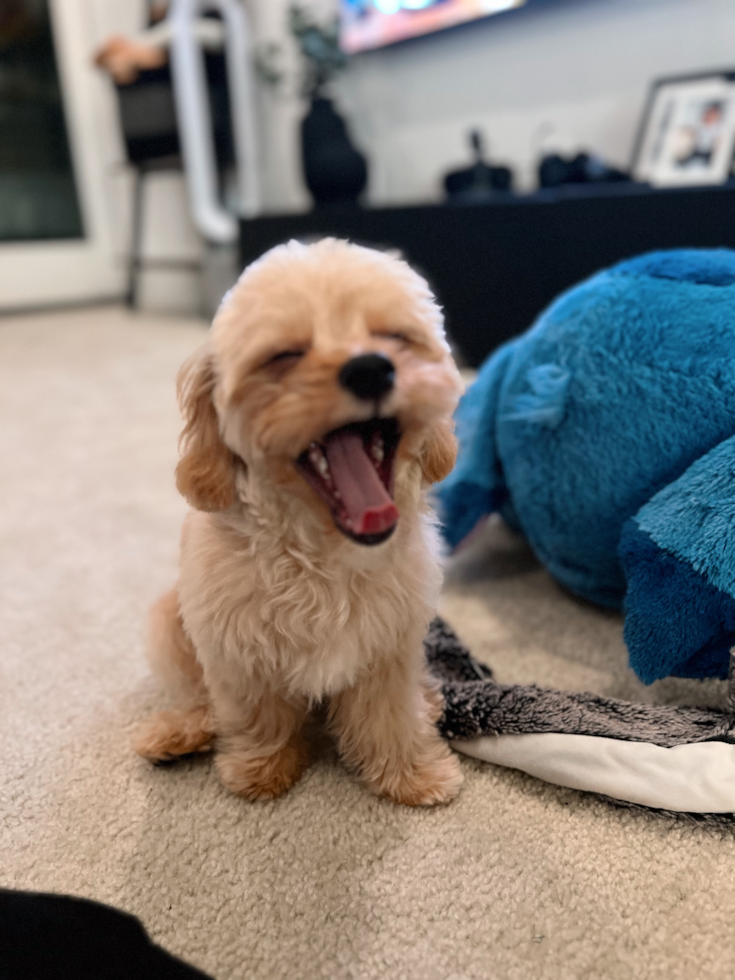 Cute Cavapoo Pup