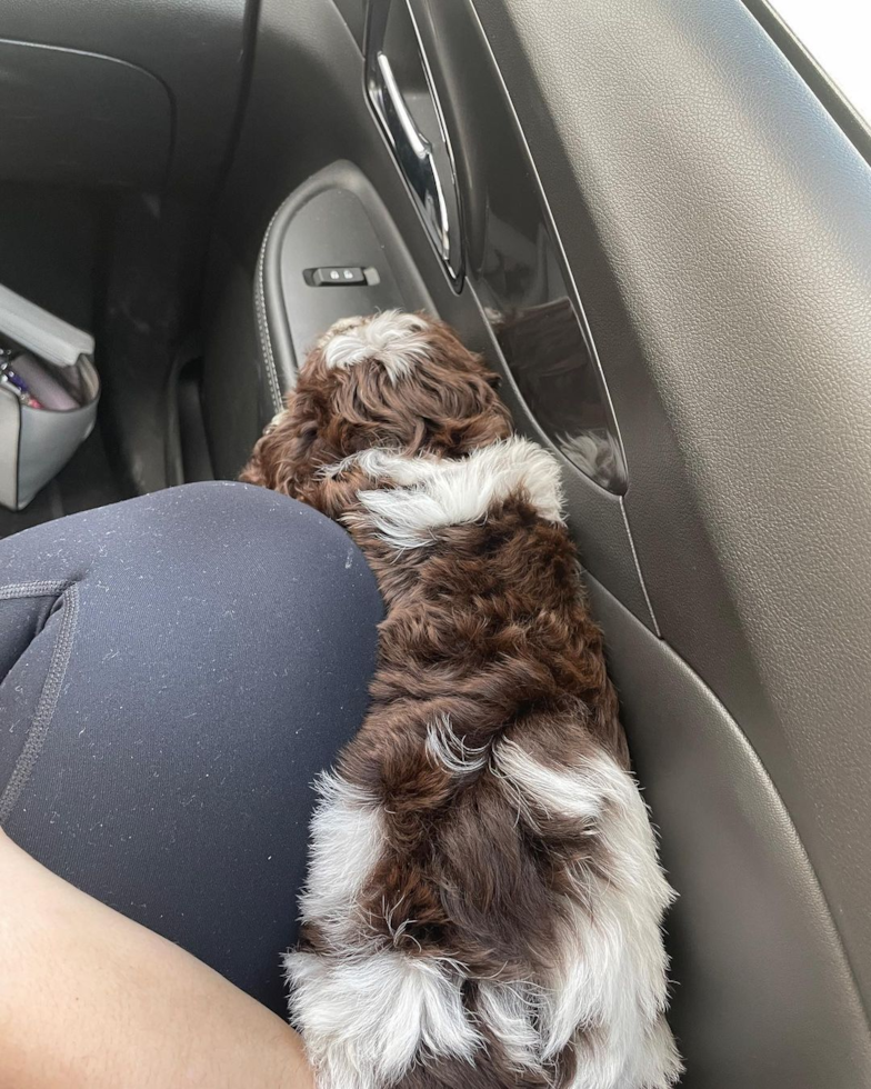 Sweet Cockapoo Pup in Wheeling WV