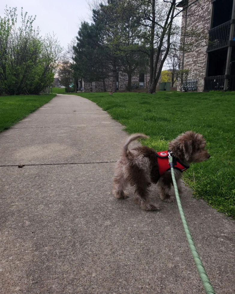 Happy Mini Labradoodle Pup in Wood Dale IL