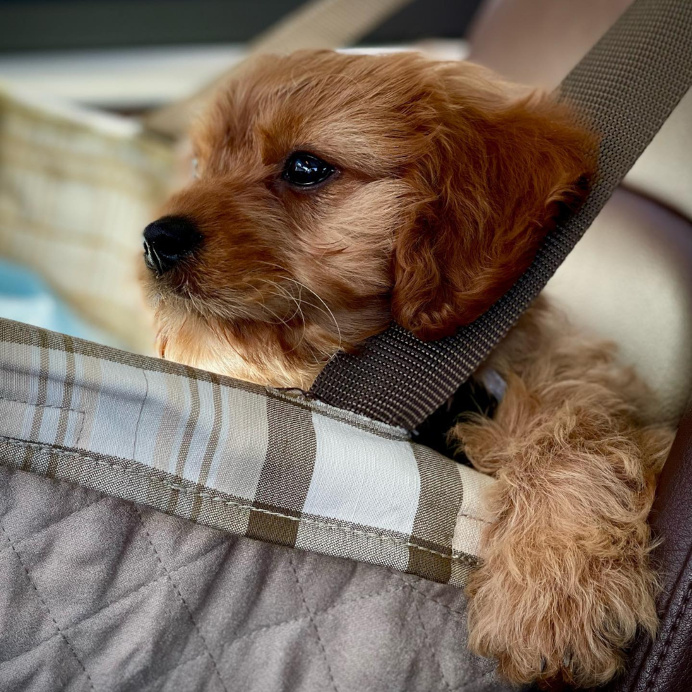 Adorable Cavoodle Poodle Mix Pup