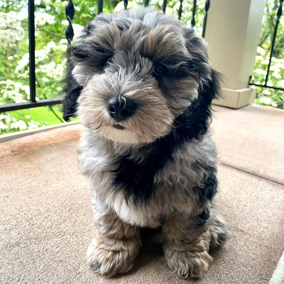 Mini Sheepadoodle Being Cute