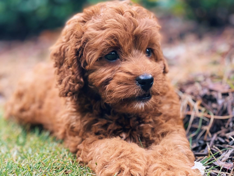 Hypoallergenic Cavoodle Poodle Mix Pup