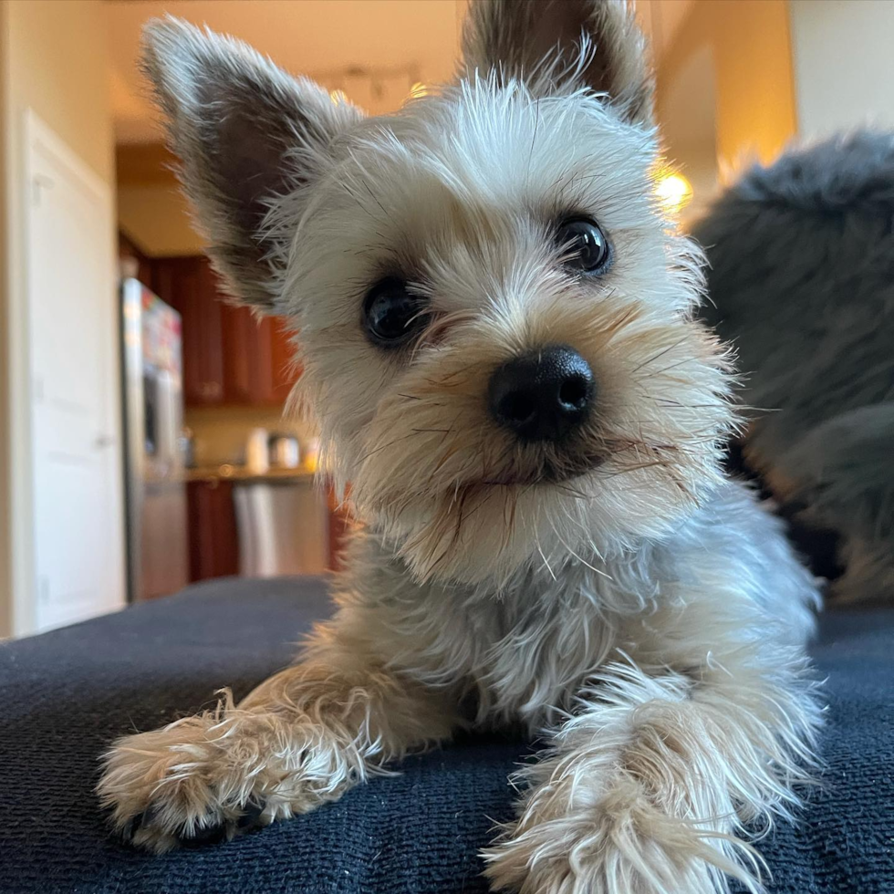 Adorable Yorkie Purebred Pup