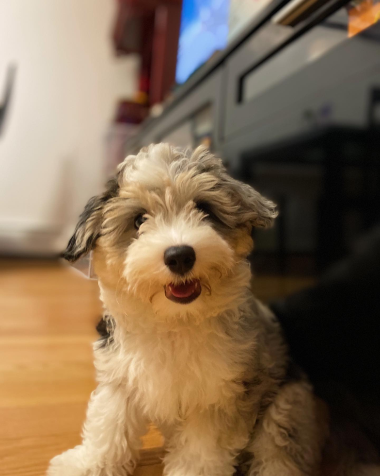 Happy Aussiechon Pup in Brooklyn NY