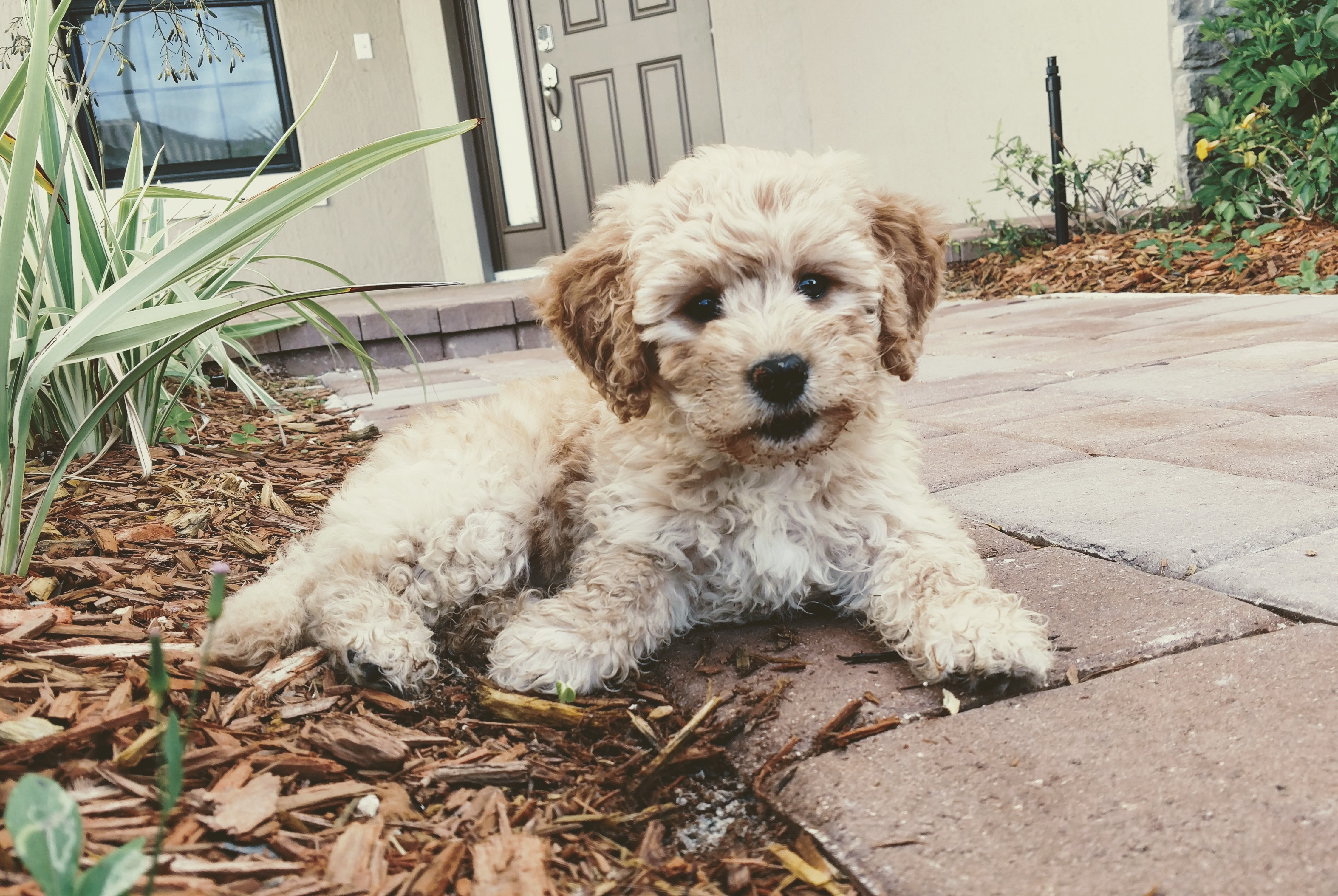 Mini Goldendoodle Puppy for Adoption