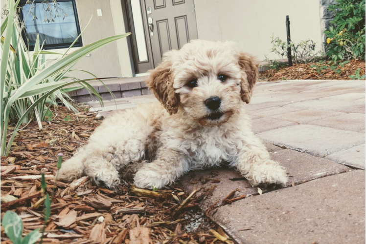 Mini Goldendoodle Puppy for Adoption