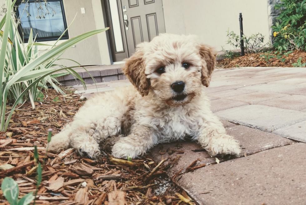 Mini Goldendoodle Being Cute