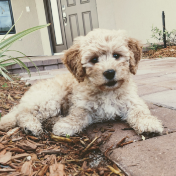 Mini Goldendoodle Being Cute