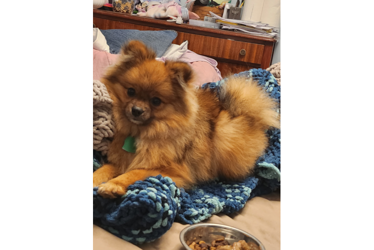 Smart Pomeranian Purebred Puppy