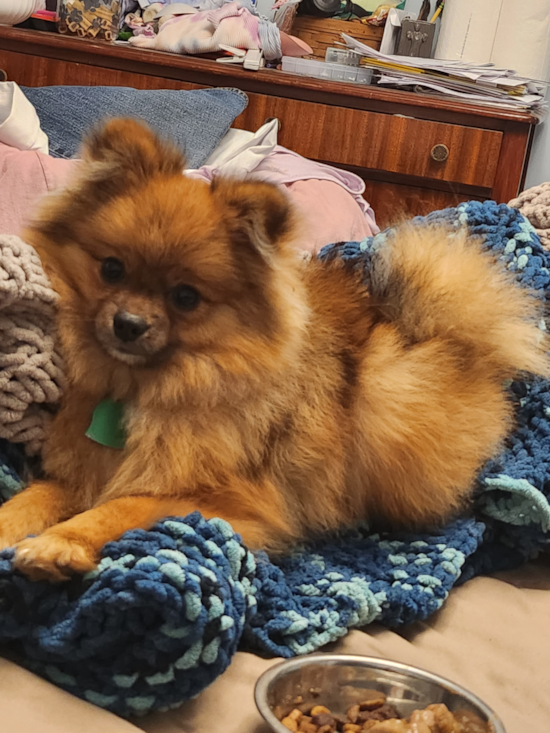 Happy Pomeranian Purebred Pup