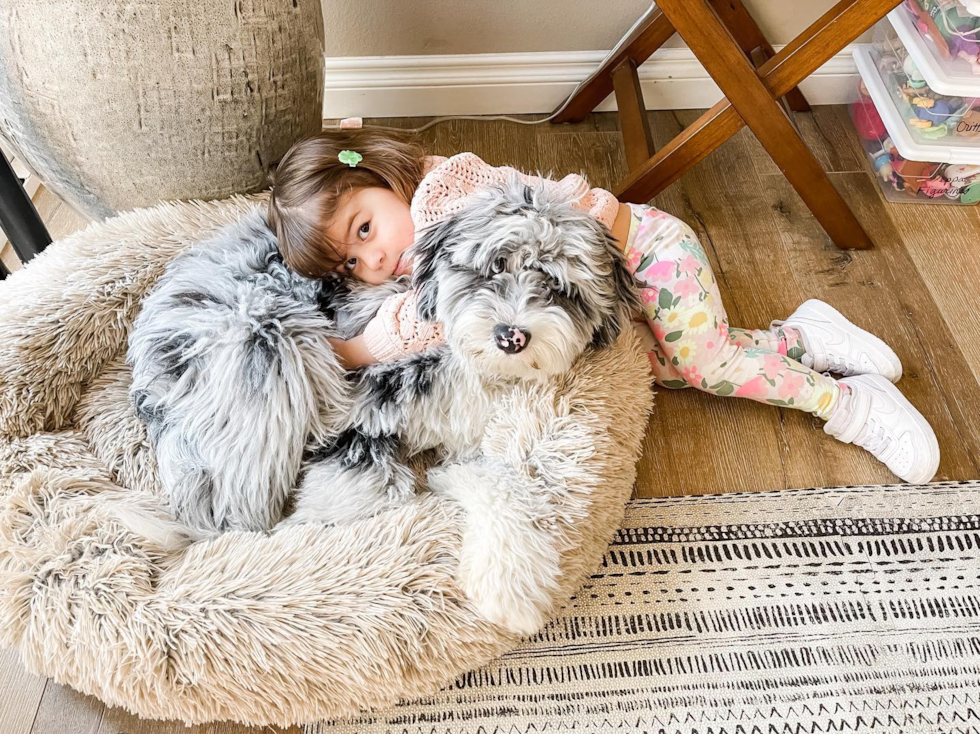 Happy Mini Sheepadoodle Pup in Costa Mesa CA