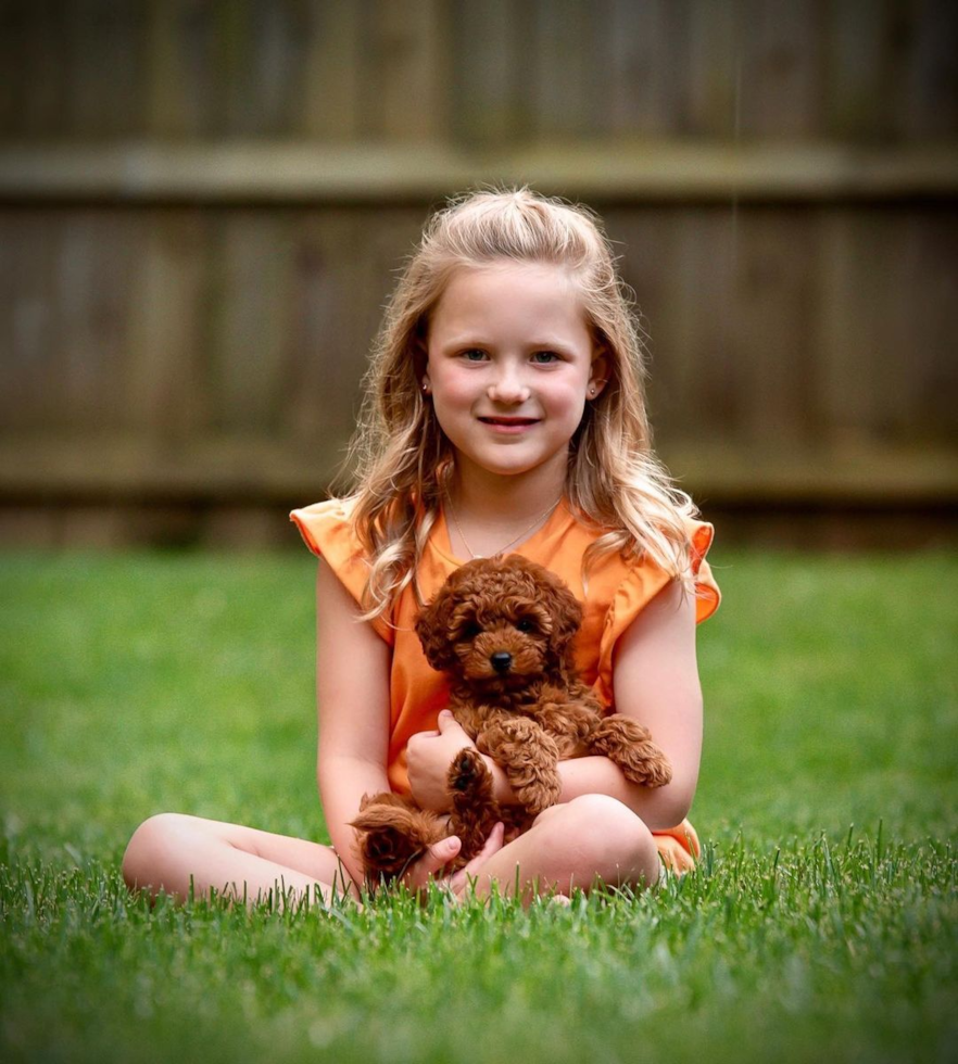 Peachtree Corners Mini Goldendoodle Pup