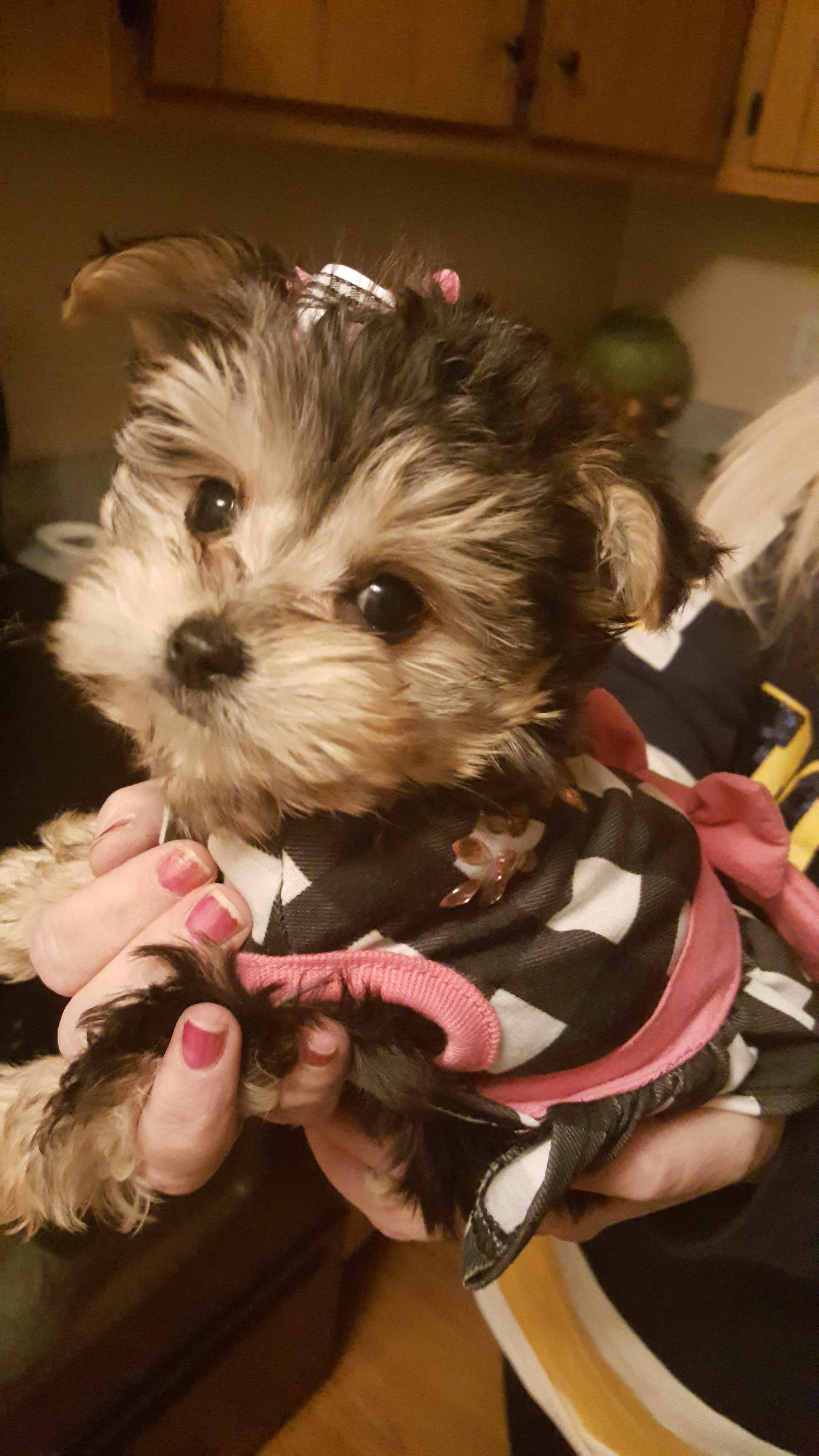 Morkie Puppy for Adoption