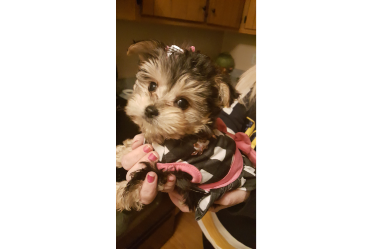 Morkie Puppy for Adoption